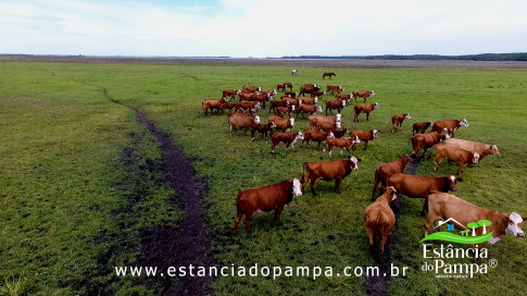 INICIO GADO TOP.00_00_14_23.Quadro004_9a6a00ce4b784ffe57a6720b248b7512cd8dab7e.jpg